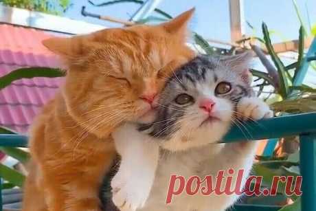 Мой Мир@Mail.Ru