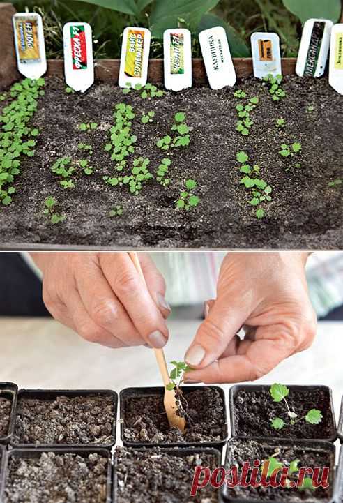 Как вырастить клубнику - садовую землянику из семян. САДОВНИК – для всех, у кого есть дачный участок, сад, огород или дом