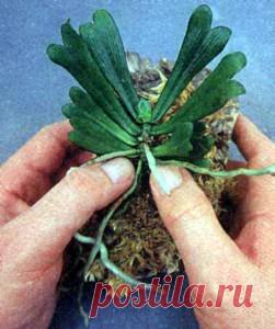 Выращивание орхидей на блоках | Цветы орхидеи, выращивание и уход, фото и названия.