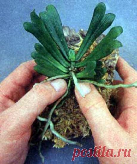 Выращивание орхидей на блоках | Цветы орхидеи, выращивание и уход, фото и названия.