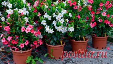 Tipps zur richtigen Pflege Ihrer Dipladenia im Garten | WEB.DE