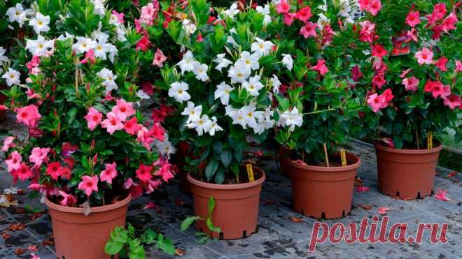 Tipps zur richtigen Pflege Ihrer Dipladenia im Garten | WEB.DE