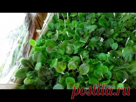 ВЛОГ. БЫСТРЫЙ полив деток фиалок с автоматическим дозированием!