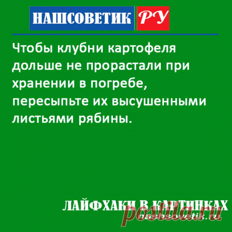 Чтобы картофель не прорастал при хранении в погребе: что делать? Решение проблемы весьма простое, и мы вам сейчас его подскажем.