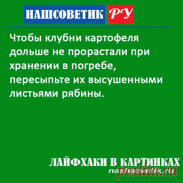 Чтобы картофель не прорастал при хранении в погребе: что делать? Решение проблемы весьма простое, и мы вам сейчас его подскажем.