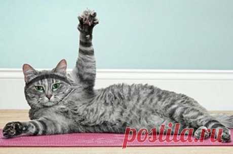 Самые смешные котики-спортсмены (фотоподборка) | Мягкие лапки, а в лапках царапки | Яндекс Дзен