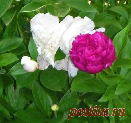ДЕЛИМ КУСТ ПИОНОВ ПРАВИЛЬНО
Сохраните, чтобы не потерять!
Предстоит мне поделиться с хорошим человеком своим нежным розовым пионом и получить от него новый сорт. Вот интересные советы, как делить свои пионы — для рассаживания и омоложения!
«Если пиону больше 6 лет, то его давно уже пора омолаживать. Мы рекомендуют делить куст каждые 4-5 лет. Связано это с корнями. У старых кустов, растущих много лет без деления, они сильно переплетены и соединены наверху плотной тканью, образованной отмершими