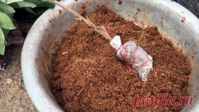 100% способ получить саженец любого дерева