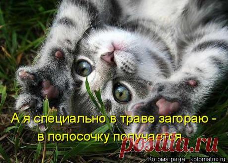 Котоматрица: Свежак