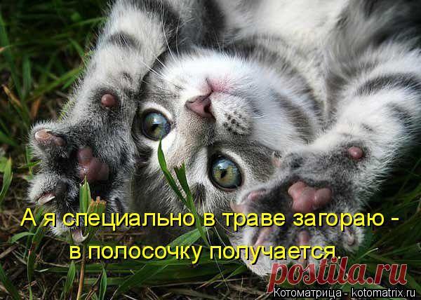 Котоматрица: Свежак