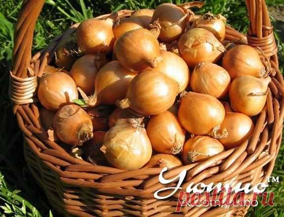 Удобрения для лука