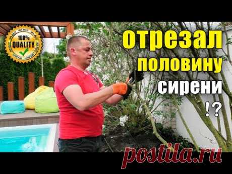 Мастер-класс Стрижка сирени. Когда, как, что обрезать? Обрезка сирени зонтом, форма мульти-штамб.