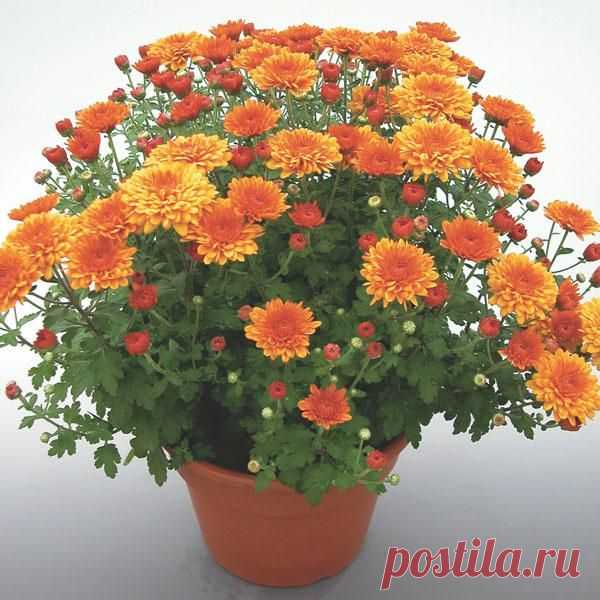 МИР РАСТЕНИЙ. Хризантема в горшке