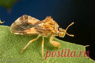 Jagged Ambush Bug (Phymata sp.) | Clear Creek area, San Beni… | Flickr