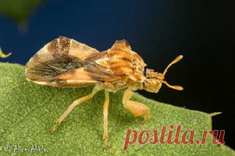 Jagged Ambush Bug (Phymata sp.) | Clear Creek area, San Beni… | Flickr