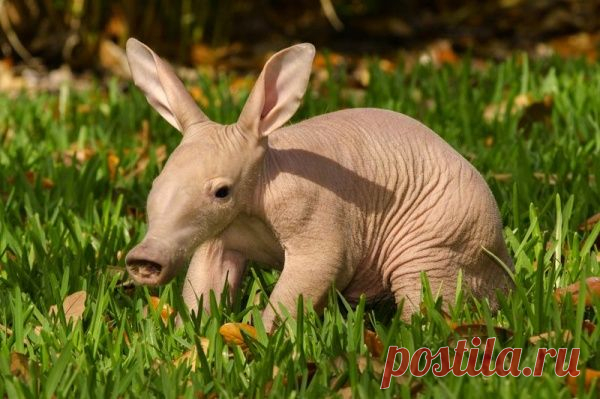 Умилительные зверята - Вдохновение / Surfingbird - мы делаем интернет лучше