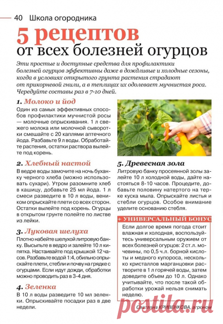 5 рецептов от всех болезней огурцов