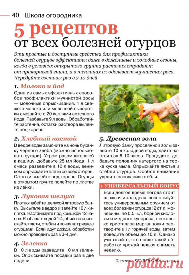 5 рецептов от всех болезней огурцов
