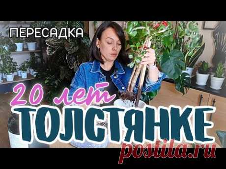 Ч.1 Как пересадить Денежное дерево? Грунт для Крассулы. Гнилые корни🥵