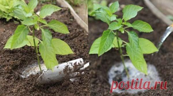 4 причины задержки роста баклажанов