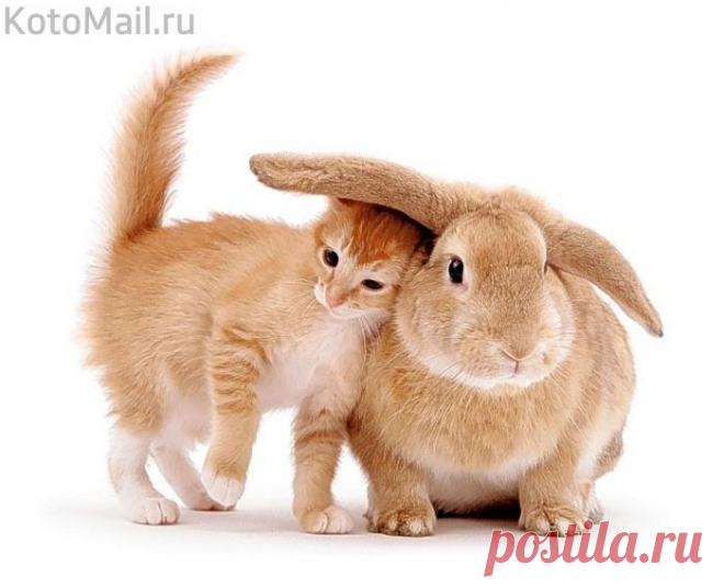 Будь моим другом! Рыжие удачу приносят!.