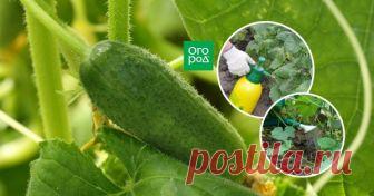 Чем подкормить огурцы во время цветения и плодоношения, чтобы увеличить урожай Среди множества средств и способов подкормки легко растеряться. Мы поможем вам составить план подкормок для каждого конкретного случая.