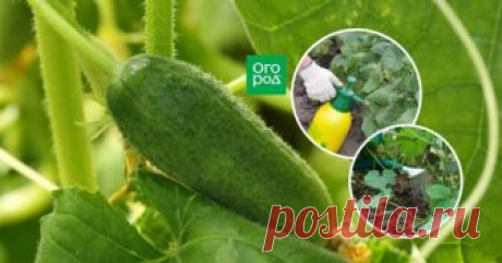 Чем подкормить огурцы во время цветения и плодоношения, чтобы увеличить урожай Среди множества средств и способов подкормки легко растеряться. Мы поможем вам составить план подкормок для каждого конкретного случая.