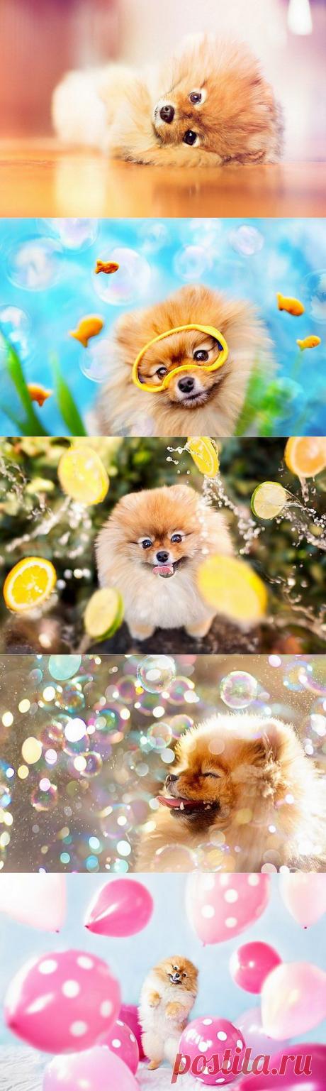 Новая звезда Интернета - песик Флинт (9 фото)