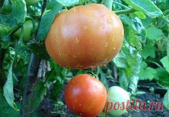 КАКИХ УДОБРЕНИЙ НЕ ХВАТАЕТ ТОМАТАМ?