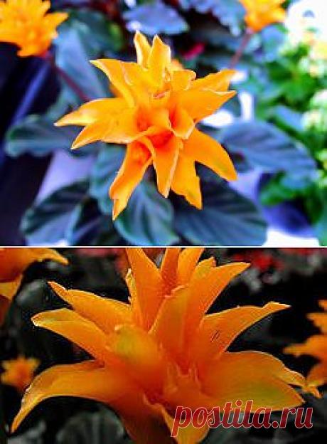 фото цветы калатея: