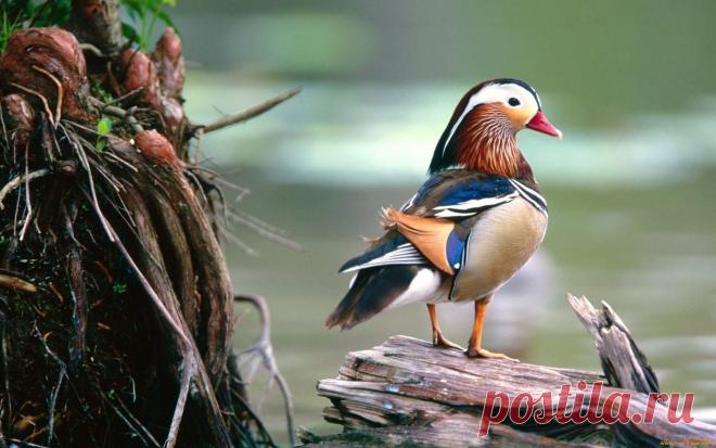 Скачать обои животные, утки, мандаринка, бревно из раздела Животные, в разрешении 1920x1200