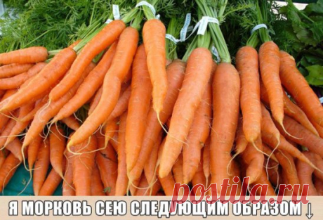 Я морковь сею следующим образом. 
Морковь любит глубоко возделанную плодородную почву. Не прореживаю, почти. Поступаю следующим образом:
За 10-12 дней до посева семена моркови завязываем в тряпочку ( посвободнее).
Закапываем во влажную землю на штык лопаты ( важно!). В течение этого срока из семян выветриваются эфирные масла, которые мешают семенам прорасти. По истечении указанного срока откапываем узелки с семенами из земли. Семена будут уже набухшие, крупные, почти проро...