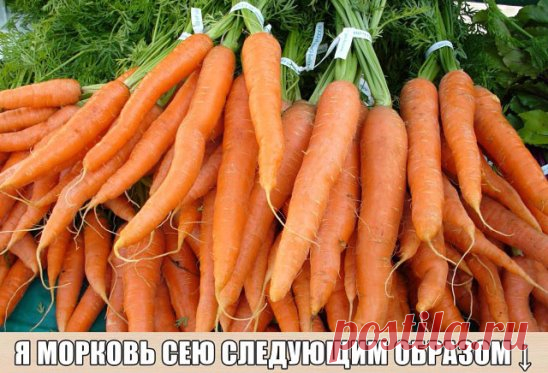 Я морковь сею следующим образом. 
Морковь любит глубоко возделанную плодородную почву. Не прореживаю, почти. Поступаю следующим образом:
За 10-12 дней до посева семена моркови завязываем в тряпочку ( посвободнее).
Закапываем во влажную землю на штык лопаты ( важно!). В течение этого срока из семян выветриваются эфирные масла, которые мешают семенам прорасти. По истечении указанного срока откапываем узелки с семенами из земли. Семена будут уже набухшие, крупные, почти проро...