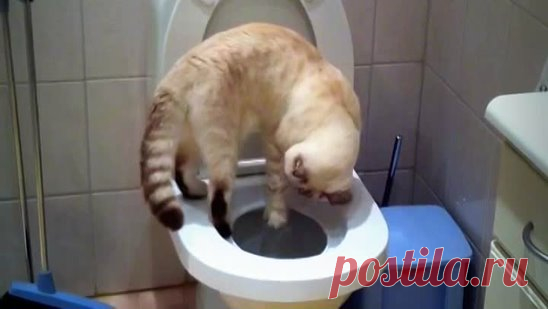 Кот смывает за собой!