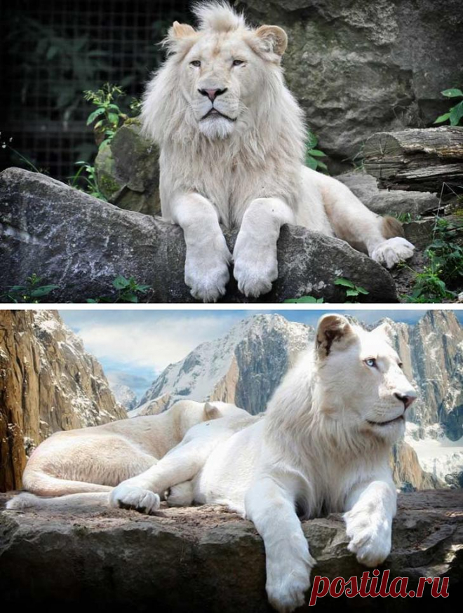 Красота, созданная природой. Самые красивые животные планеты