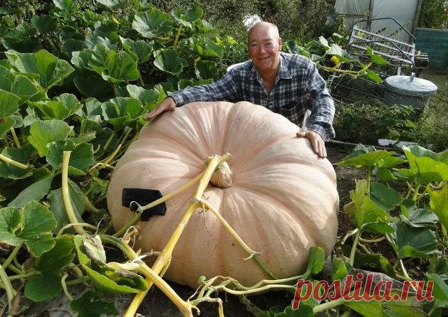 Я, если честно, в шоке от средства BioGrow Plus  http://onepageorder.net/rd/PZO5Oz   . Уже после первой обработки у меня на огороде все начало расти быстрее раза в два . Я аж испугалась – подумала, раз так помогает, значит, химия или нитраты. Прочла состав – вроде нет ничего криминального, зола там разная, бактерии, мука из крови . Никогда бы ее подумала, что натуральные компоненты так могут подпитать почву и растения. Просто магия какая-то ! В том году мы собрали рекордны...