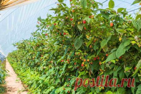 Люпин – спасение для малины | О Фазенде. Загородная жизнь | Яндекс Дзен