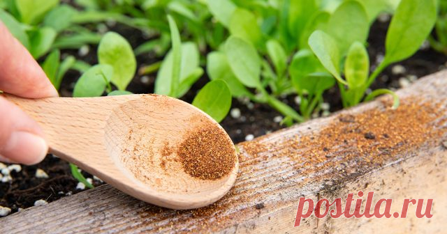 Что лучше в борьбе с муравьями: народные методы против химических инсектицидов — Ботаничка