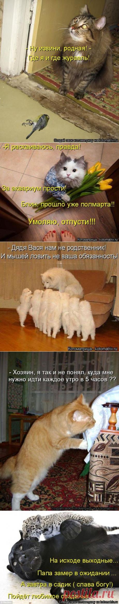 Забавные котоматрицы - ФОТО