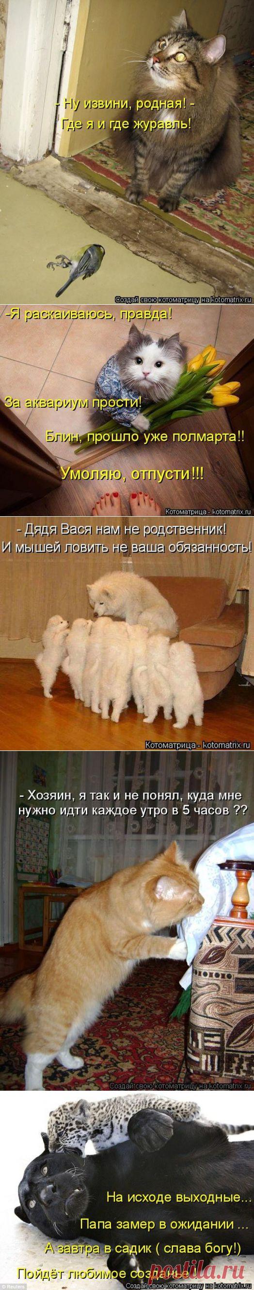 Забавные котоматрицы - ФОТО