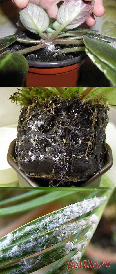 Борьба с мучнистым червецом | Мое подворье