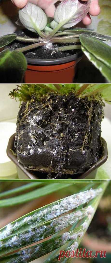 Борьба с мучнистым червецом | Мое подворье