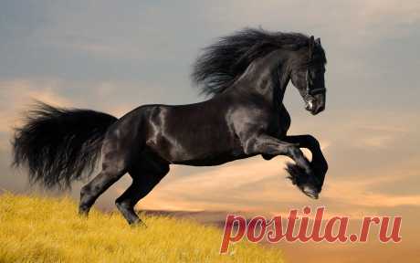 Animals_Wallpapers_Horse_Wallpaper-09.jpg (изображение «JPEG», 2560 × 1600 пикселов) - Масштабированное (36%)