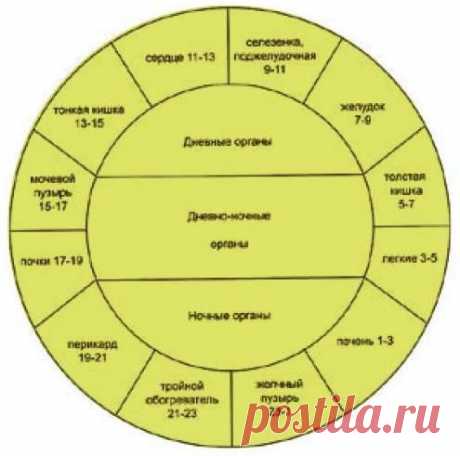 Суточные биоритм вашего тела