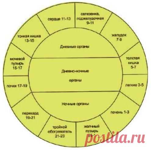Суточные биоритм вашего тела