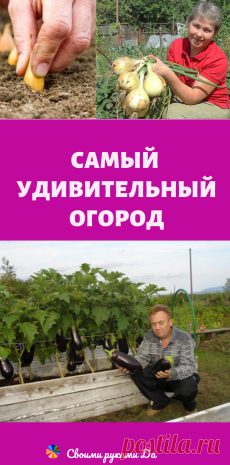Из дневника дачницы: 4 совета, которые помогут вырастить рекордный урожай лука!