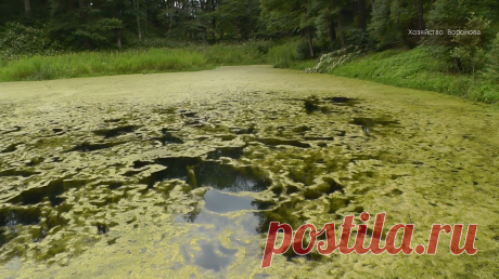 3 доступных способа избавиться от цветения воды в пруду | Хозяйство Воронова | Яндекс Дзен