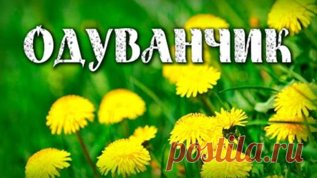 ОДУВАНЧИК в ЛЕЧЕНИИ РАКА в 100 раз ЭФФЕКТИВНЕЕ, чем химиотерапия