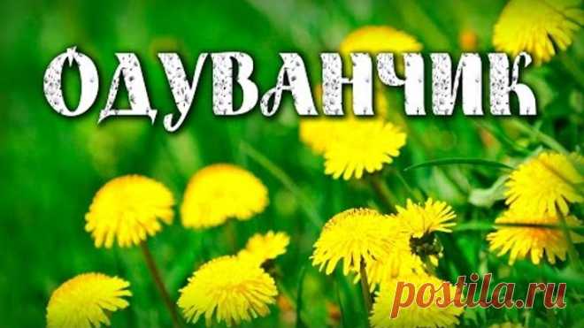 ОДУВАНЧИК в ЛЕЧЕНИИ РАКА в 100 раз ЭФФЕКТИВНЕЕ, чем химиотерапия