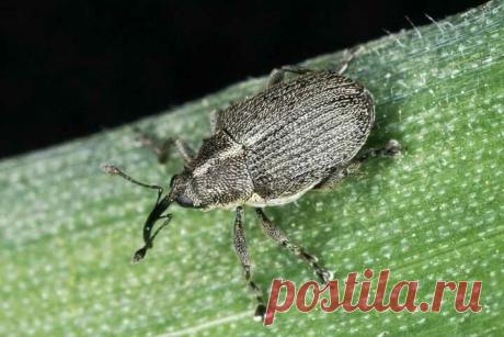 Как избавиться от червяков в перьях лука | ОГОРОД, где все растет🌻🌼🍏 | Яндекс Дзен